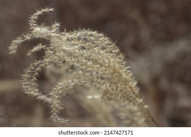 A light breeze wallks in the dry grass