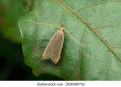 Light Brown Apple Moth, Epiphyas Postvittana In Satara, Maharashtra, India