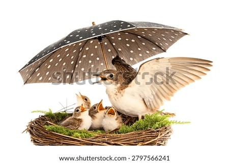 Light brown bird sheltering its small chicks under a black umbrella in a nest isolated on white background