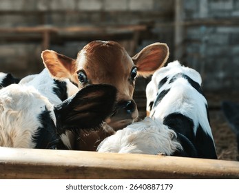 A light brown calf's head peeks out from among black and white calves.  Its large eyes are captivating.  The barn's wooden structures are visible.