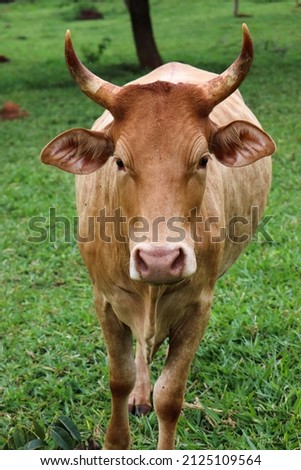 Similar – Cachena Cattle