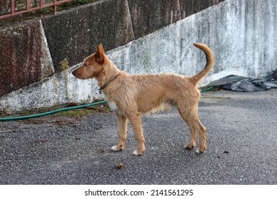 Light Brown Dog In The Street