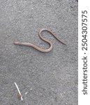 Light brown endangered slow worm enjoying the warm pavement heat they do look like snakes