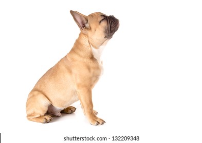 Light Brown French Bulldog Before White Background