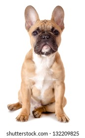 Light Brown French Bulldog Before White Background