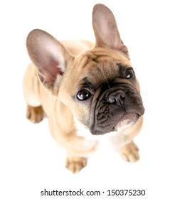 Light Brown French Bulldog Before White Background