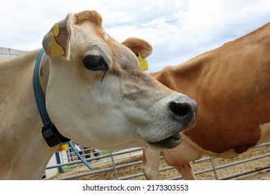 Light Brown Guernsey Cow Head And Shoulders In A Farmyard With Another Cow, Farm Buildings And A Metal Fence Blurred In The Background.