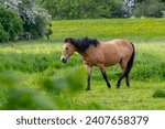 light brown horse with black mane and tail on a green meadow near the dike near Achim (Germany)