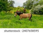 light brown horse with black mane and tail trots across a green meadow near the dike near Achim (Germany)