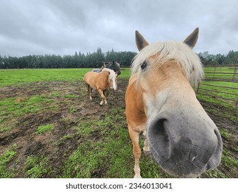 a light brown horse with blonde hair close up in a green field on a cloudy day - Powered by Shutterstock