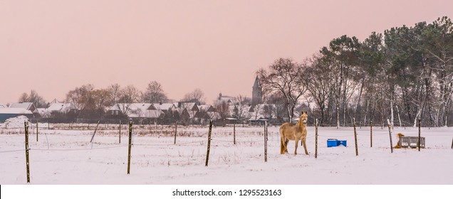 light brown horse standing in a white snowy pasture, beautiful countryside scenery with on the village