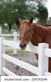 Light Brown Horse At The White Fence