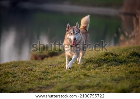 Light brown husky runs in the green meadow and sticks out its tongue wide. His light blue eyes shine and the tail is stretched high upwards. Healthy dog