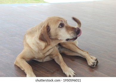 Light Brown Labrador Dog With White Fur Lying Showing Tongue  Side View