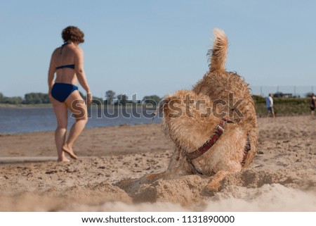 light brown male mongrel dog looks at a woman in blue bikini passing on the beach while he was digging in the sand 
