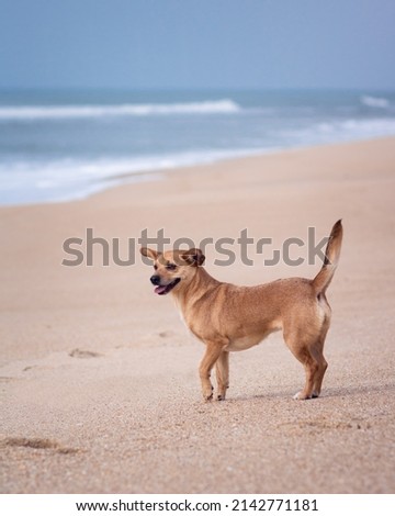 A light brown mixed-breed female dog standing on the sand at an empty beach with a happy face and relaxed posture facing the ocean blurred in the background. Vertical composition in desaturated colors