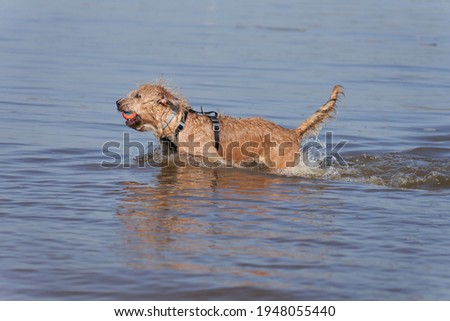 light brown mongrel dog of medium size walks in the water with an orange ball in his snoot