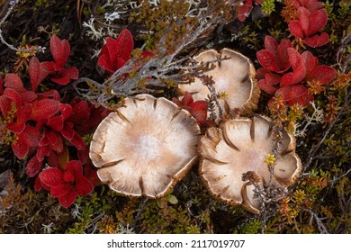 A Light Brown Mushroom Growing In The Middle Of Alpine Bearberry In Finnish Lapland During Autumn.	