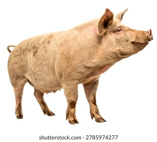 Light Brown Rustic Pig Side View, Traditional Farm Hog Isolated on White Background