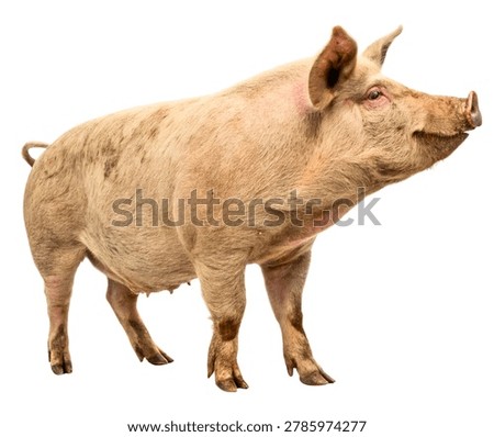 Light Brown Rustic Pig Side View, Traditional Farm Hog Isolated on White Background