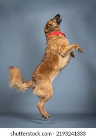 Light Brown Sheepdog Jumping Red Bandana On The Neck