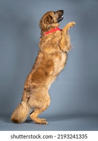 Light Brown Sheepdog Jumping Red Bandana On The Neck