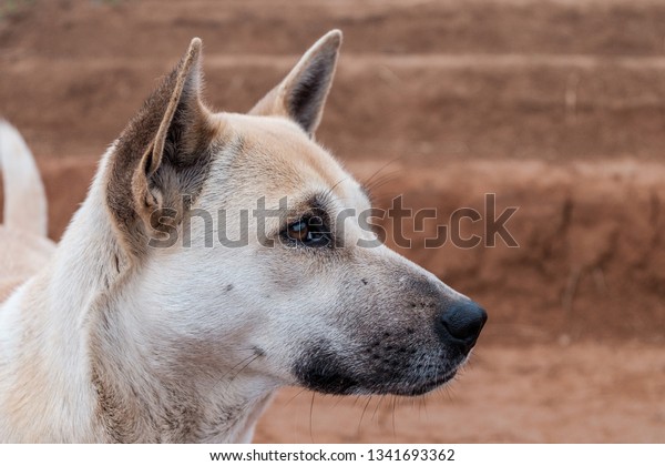 Light Brown Short Hair Stray Dog Stock Photo Edit Now 1341693362