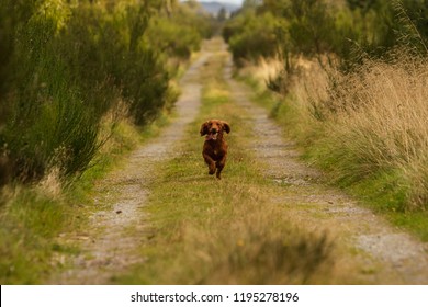 Light Brown Springer Spaniel Running Outside In The Countryside, Scotland UK