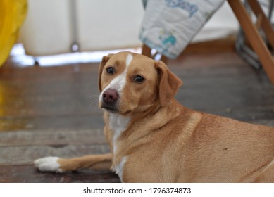 A Light Brown And White Dog