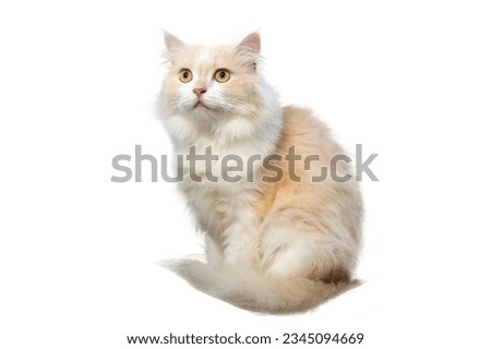 Light brown and white persian cat, isolate, on a white background
