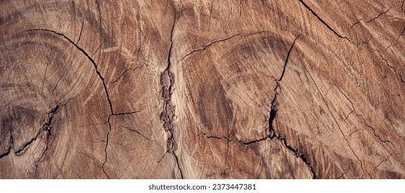 light brown white textured tree trunk with veined inner surface