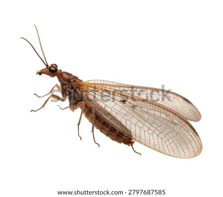 Light Brown Winged Termite resting with transparent wings isolated on white background