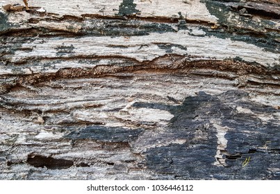 Light Brown Wood Texture Black Mold Stock Photo 1036446112 | Shutterstock