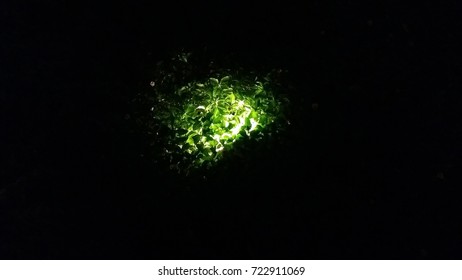 A light bulb in bush make tree glow in the dark. A light spot at tree in the black around. Concept; in the dark, we shine.