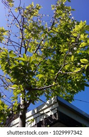 light bulb on the tree