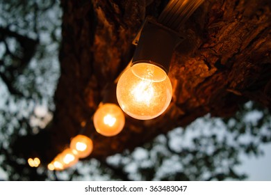Light bulb on the tree.
