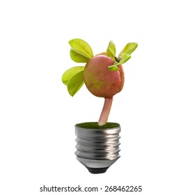 Light Bulb with sprout inside