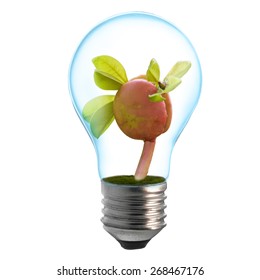 Light Bulb with sprout inside