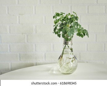 Light Bulb Vase With Plant. Idea Of Interior Decorative.