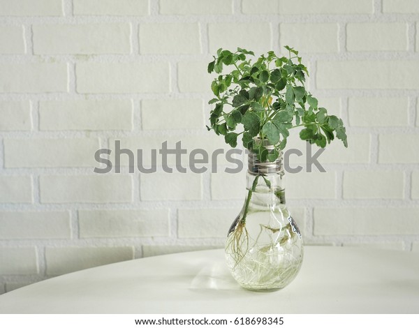 Light Bulb Vase Plant Idea Interior Stock Photo Edit Now 618698345