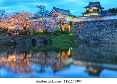 Light Up Cherry Blossoms, Fukuoka Japan