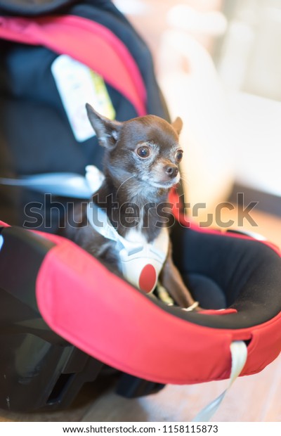 light
children's car seat in a bright leather
interior.
