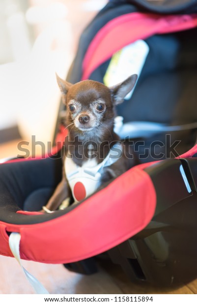 light\
children\'s car seat in a bright leather\
interior.