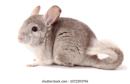 Chinchilla: Bilder, Stockfotos und Vektorgrafiken | Shutterstock