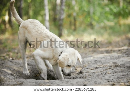 Light colored golden retriever puppy digs a hole in the ground. A male golden retriever puppy is digging a hole in the backyard. white golden retriever is digging.