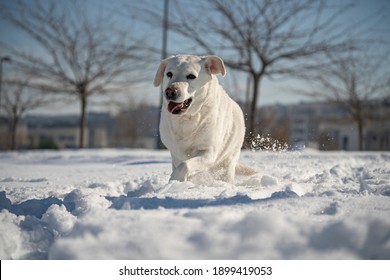 LIGHT COLORED RETRIEVER LABRADOR DOG TAKING A WALK WITH ITS OWNER IN A SNOWY PARK AND PLAYING WITH THE SNOW