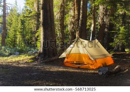 A light colored tent sits in a pine forest as morning sunlight hits it from the side