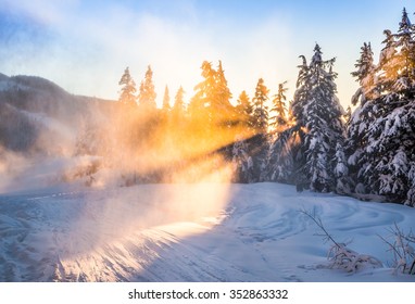 Light coming through snowy trees beside a ski run. 
