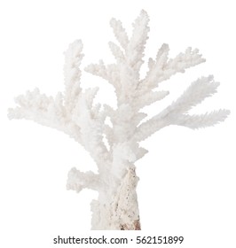 light coral isolated on white background - Shutterstock ID 562151899
