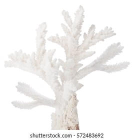 light coral isolated on white background - Shutterstock ID 572483692